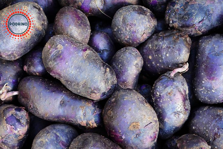 سیب زمینی بنفش اردبیل