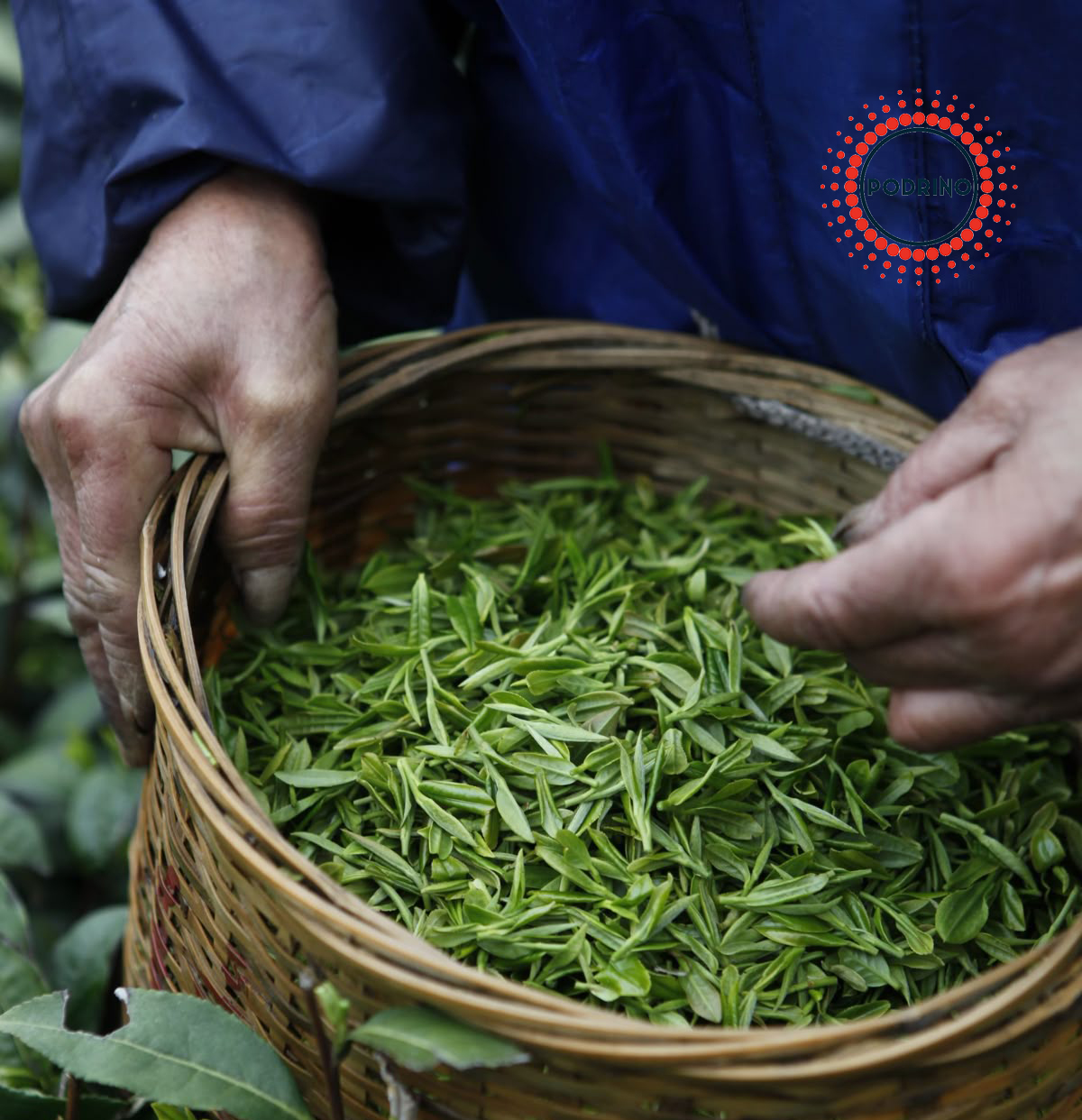 بهترین برند چای ماچا